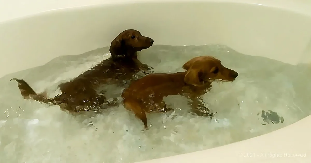 Two brown dogs are swimming in a bathtub filled with water.