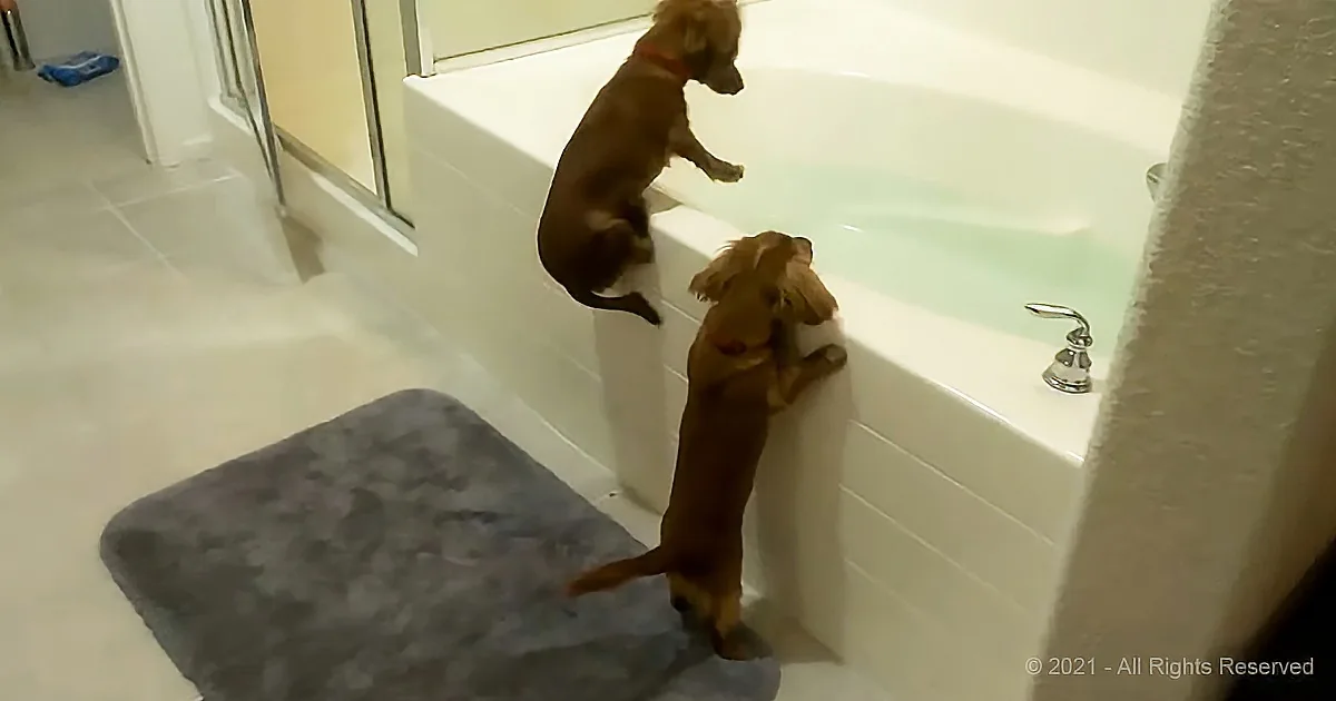 Adorable Mini Dachshunds Giggle Their Way to the Tub!