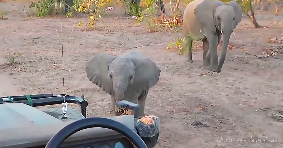 Adorable Baby Elephant Acts Tough in Front of Mom