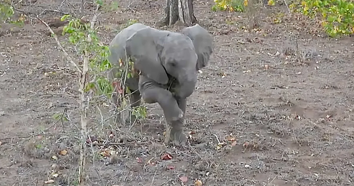 An elephant is walking through a dry, leaf-strewn area with sparse vegetation and a tree trunk nearby.