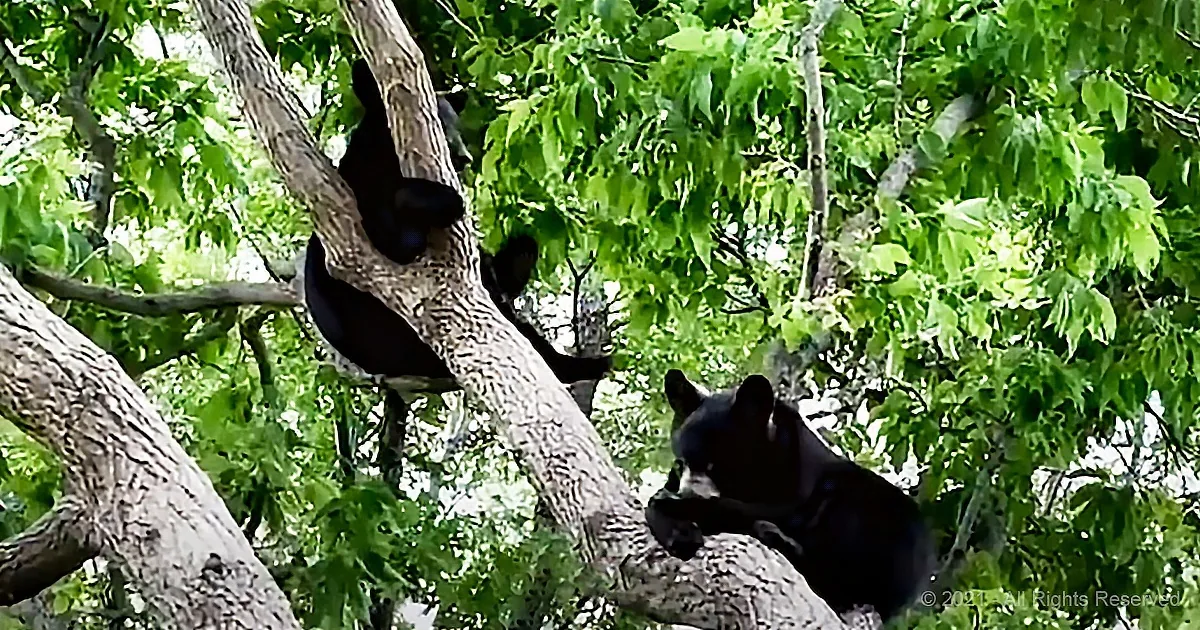 Two black bears are climbing a tree in a lush green forest.