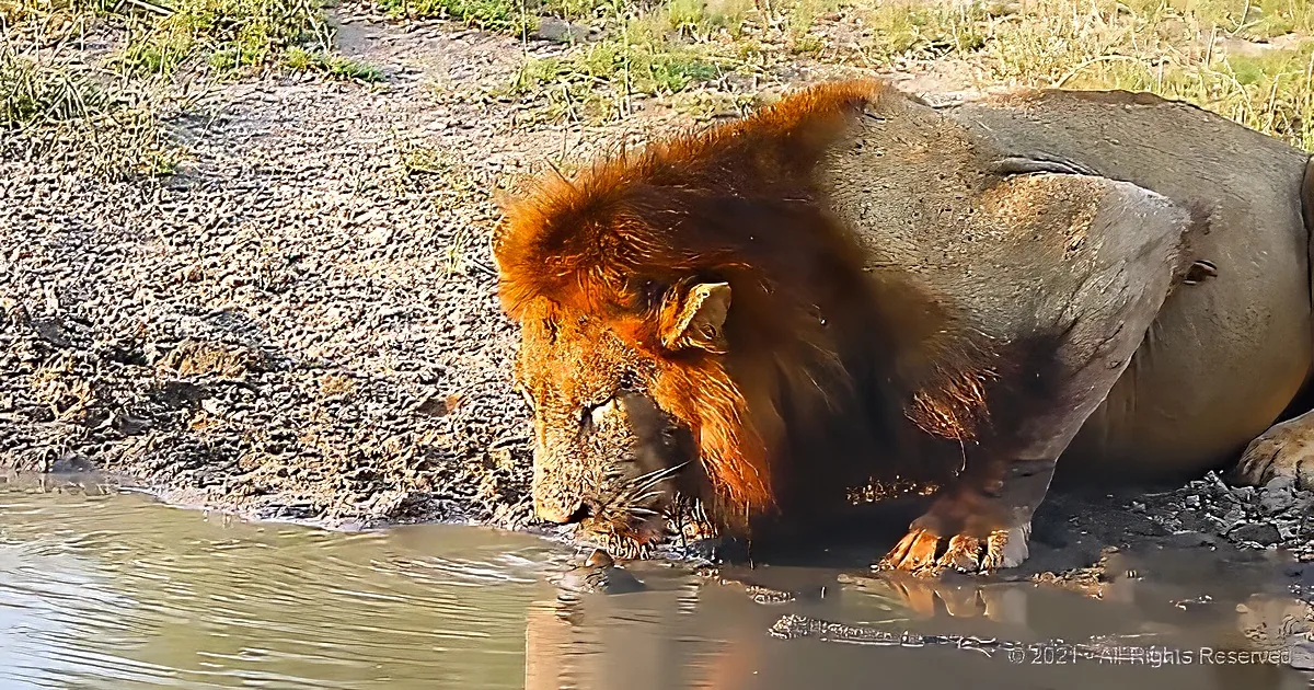 A lion with a large mane is drinking water from a body of water.