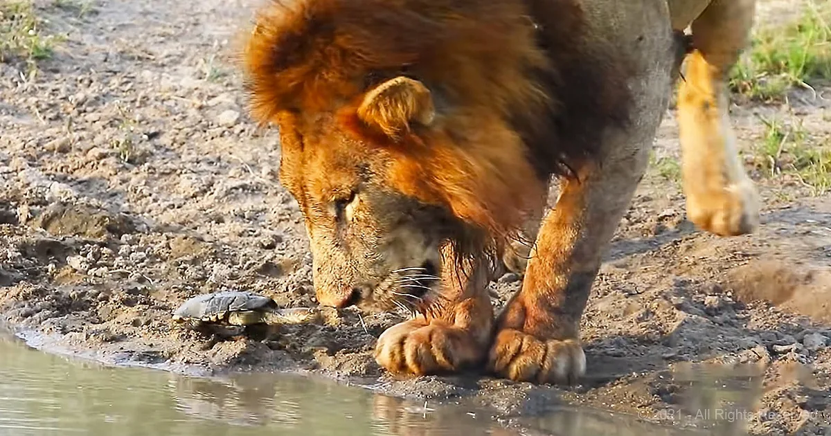 This Brave Turtle Chases Lions Away From the Water