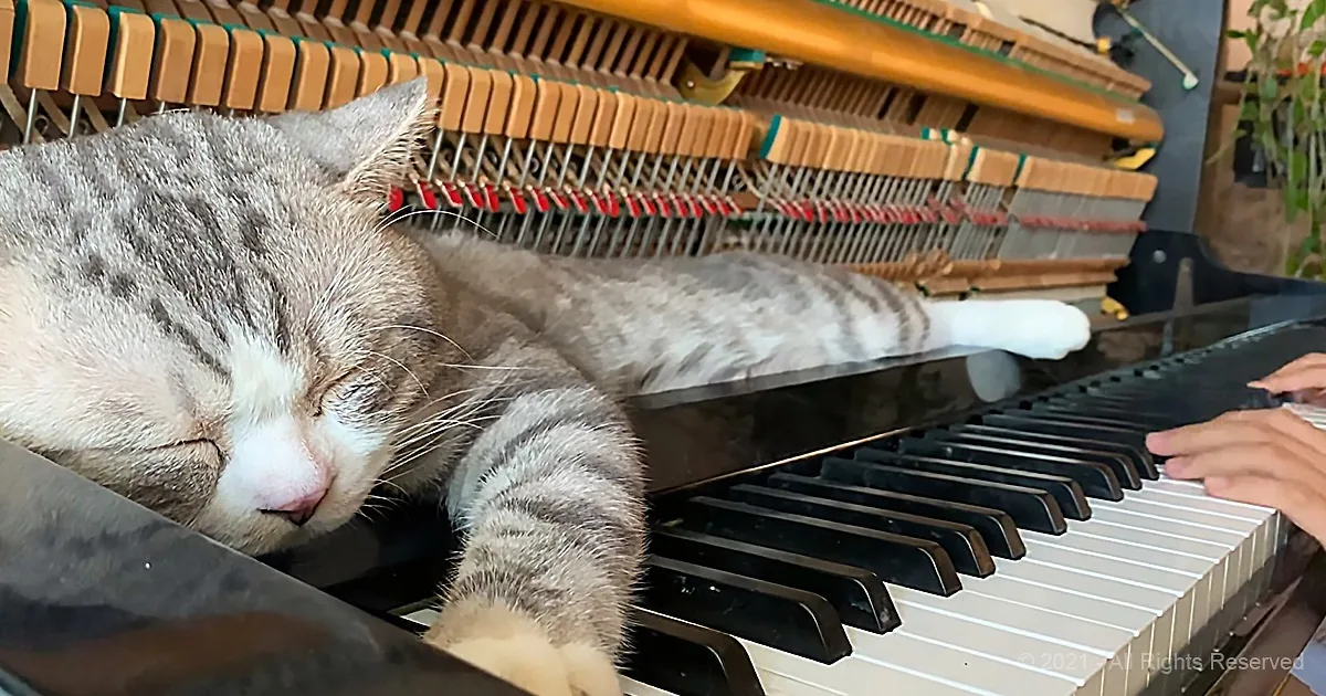Cats, Purring, and Piano Music -- the Perfect Recipe for Relaxation