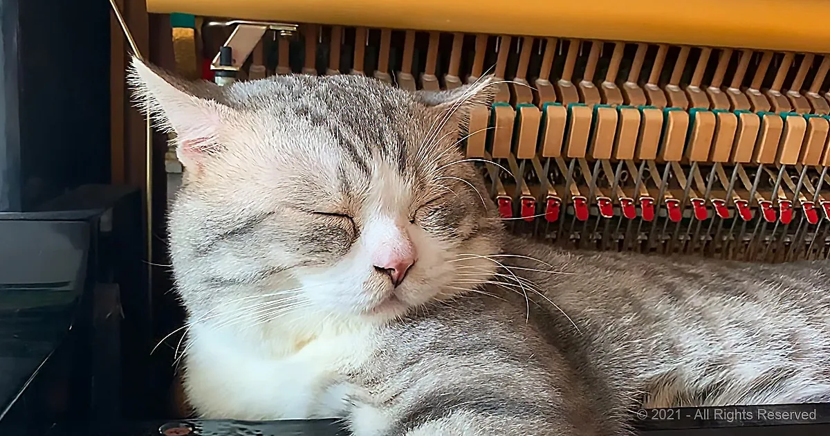 A gray and white cat is peacefully sleeping with its eyes closed, nestled near a piano.