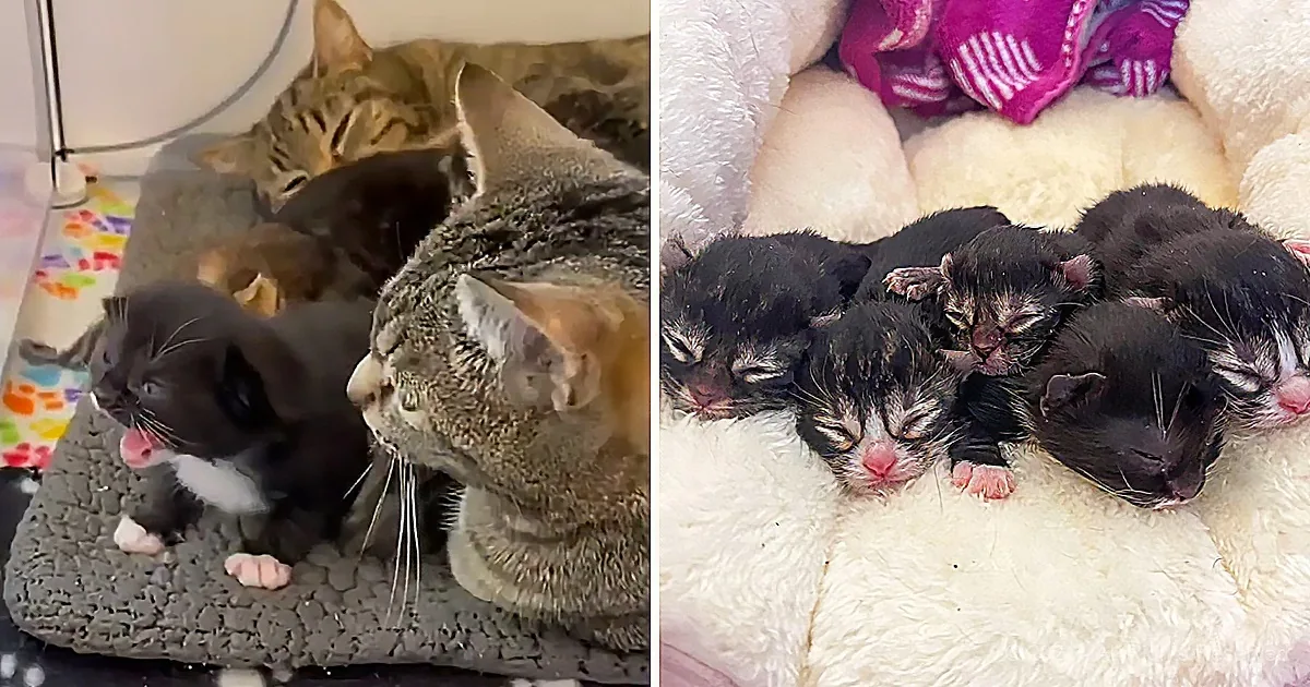 A mother cat and her kittens are cuddled together, with the kittens sleeping peacefully on a soft, fluffy surface.