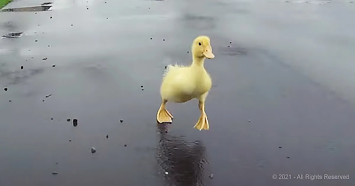 A yellow duckling stands on wet pavement, its reflection visible in the water.