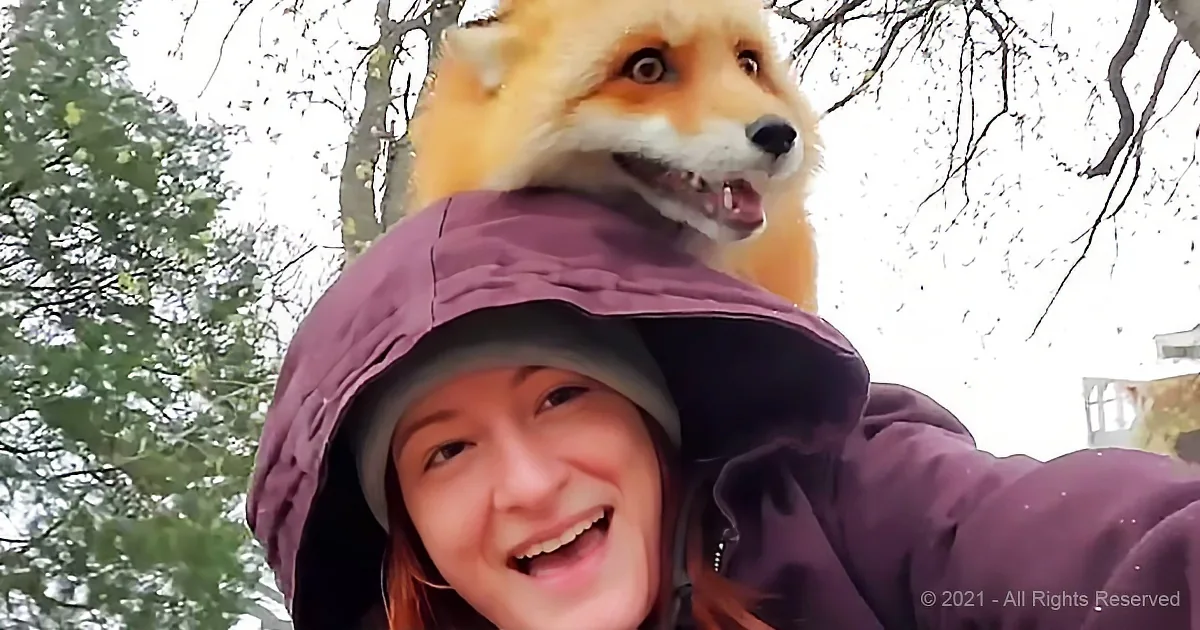 These Cute Foxes Will Warm Your Heart