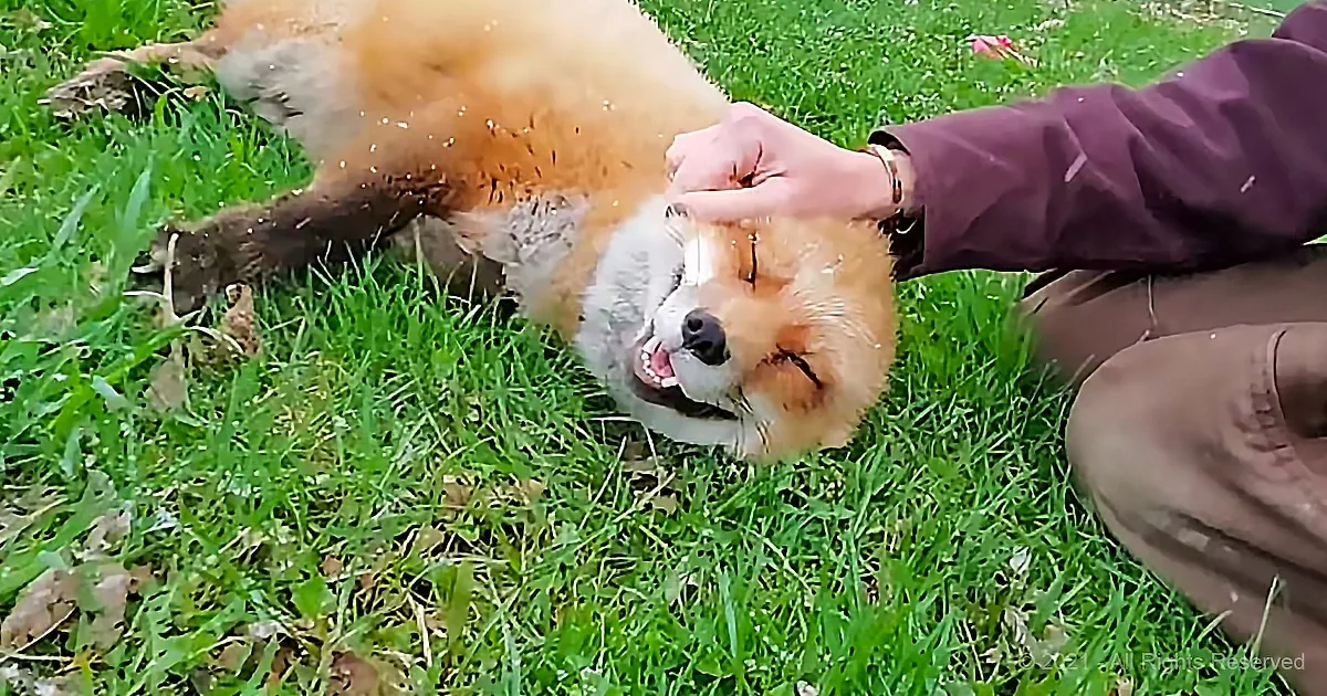 A red fox lies on its back on grass, a person gently holds its head, showing a relaxed and playful interaction.