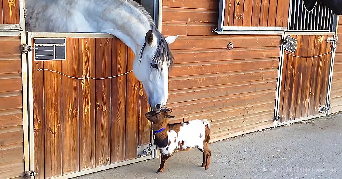A white horse leans down to nuzzle a brown and white baby goat near a wooden stable.