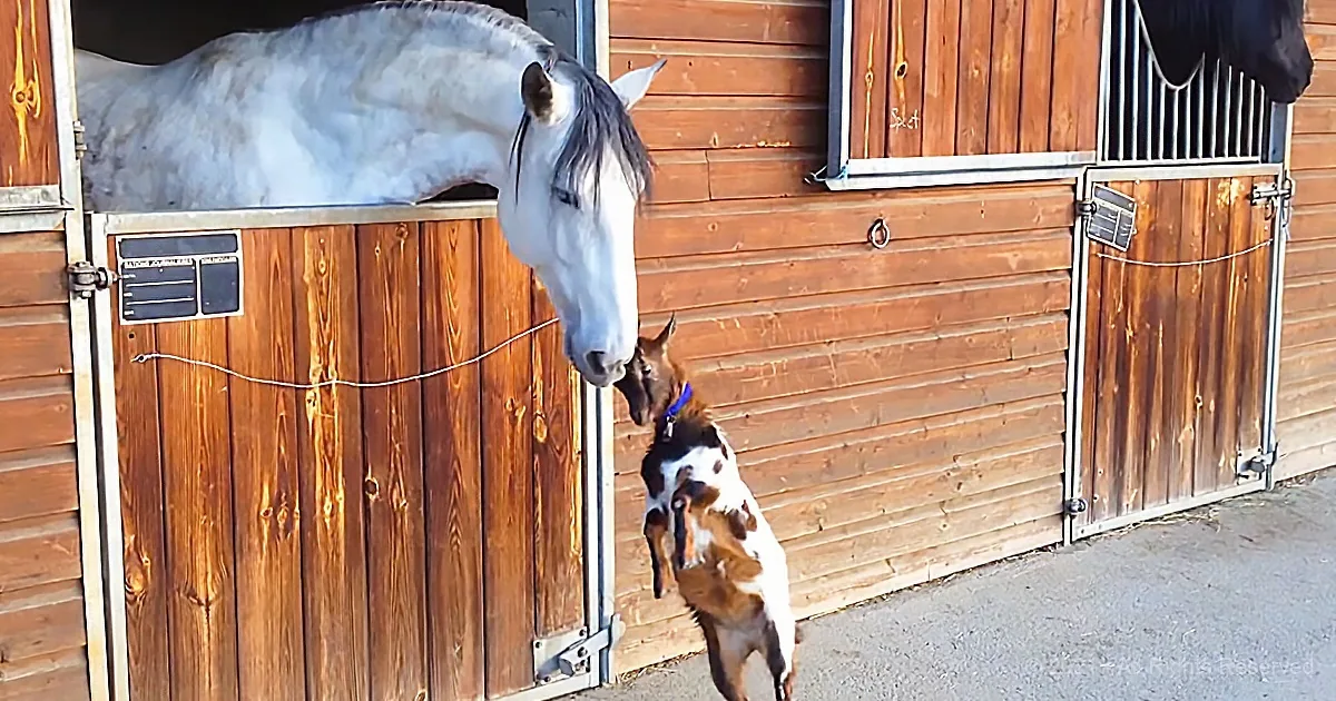 Baby Goat Really Wants Horse to Be His Best Friend