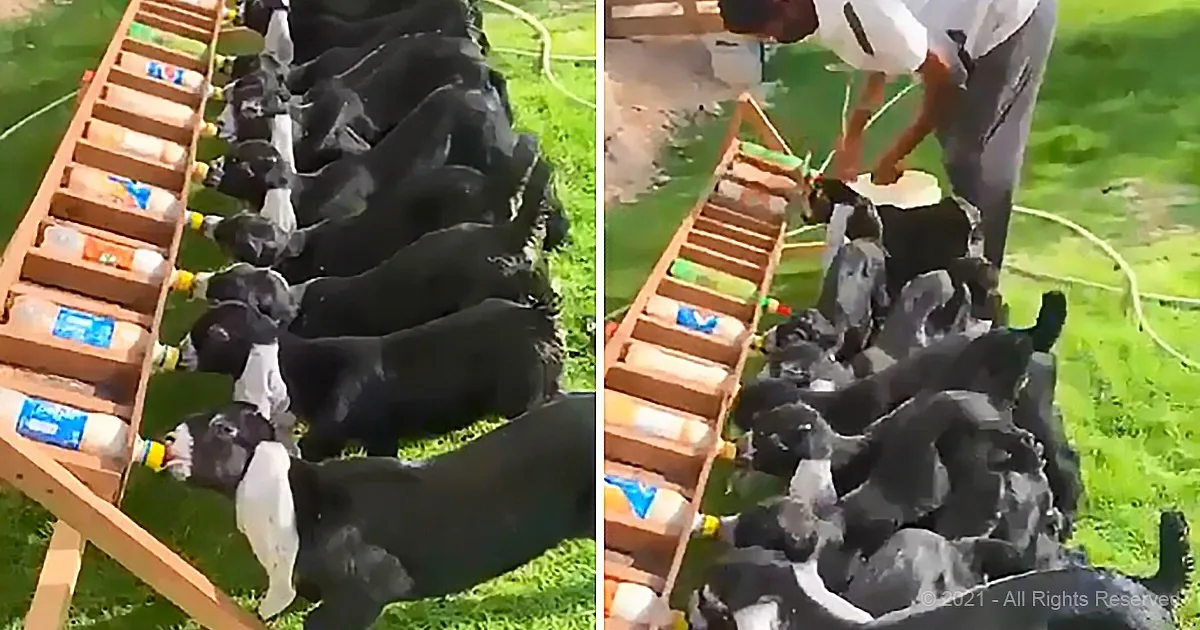 A group of black and white cows are lined up to drink milk from bottles attached to a wooden ladder.