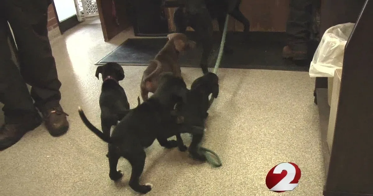 Sheriff Deputy Brings Mother and Puppies Together at Shelter