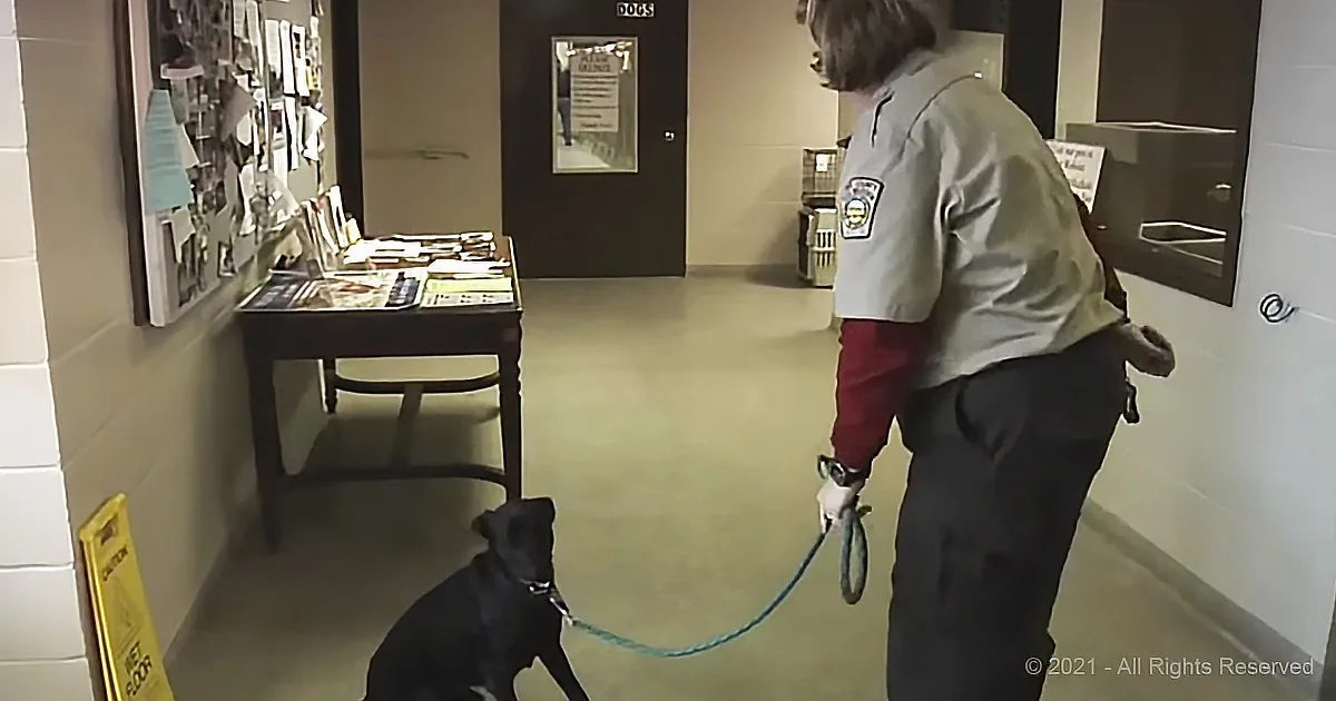A person in a uniform holds a leash attached to a black dog in a room with a desk and bulletin board.