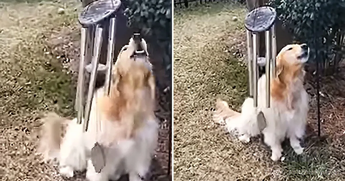 Adorable Dog Wakes up and Sings Along to Wind Chimes Every Morning