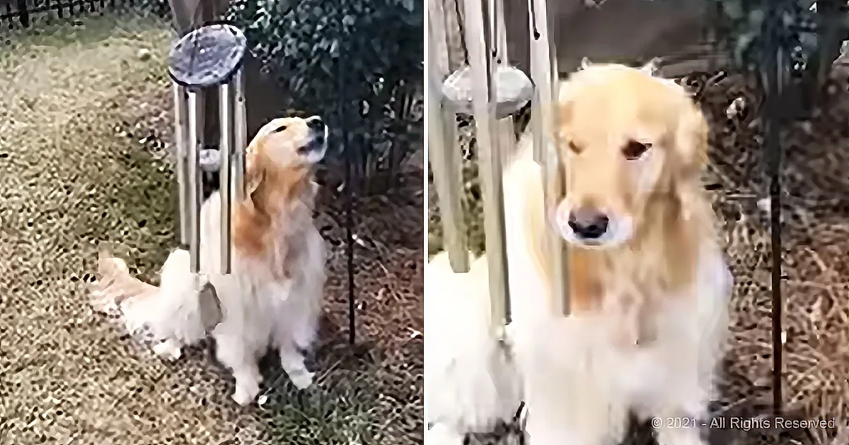 A golden retriever dog is sitting on grass, looking up at wind chimes, with a bush and fence in the background.