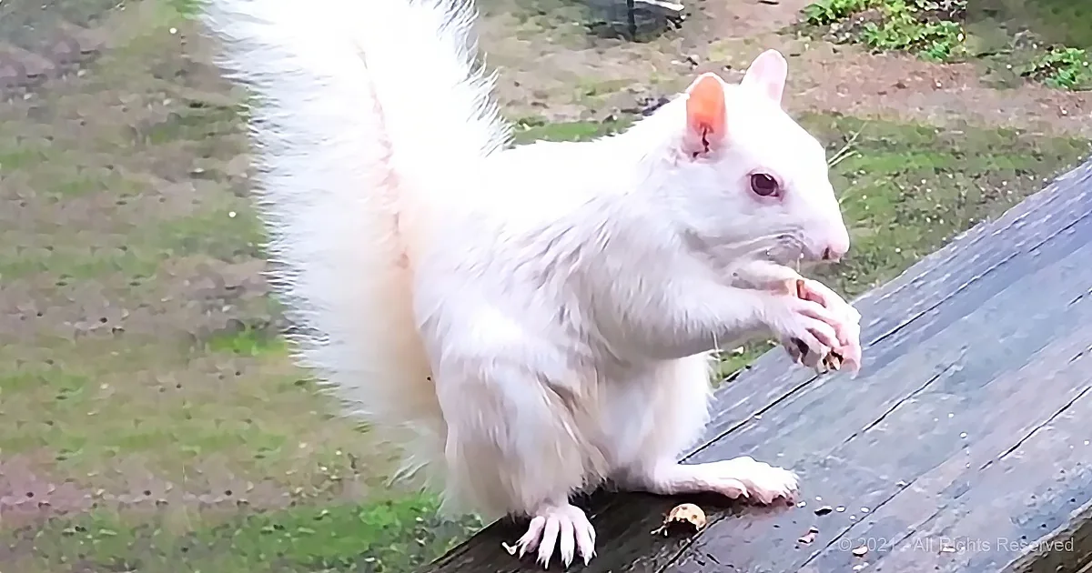 Albino Squirrel Fights off Would-Be Nut Thieves