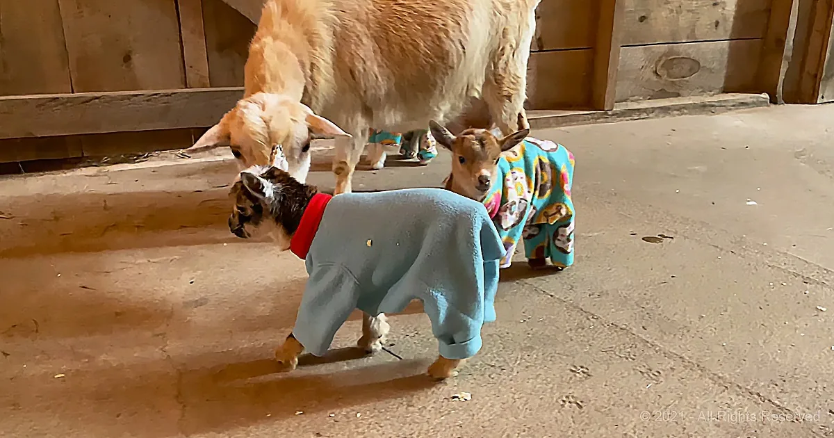 Two baby goats in colorful sweaters stand on a concrete floor, with an adult goat in the background.