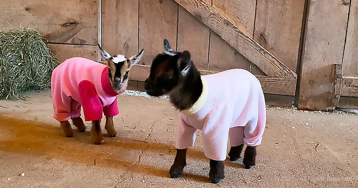 Baby Goats Endorse 'National Wear Your Pajamas to Work Day'