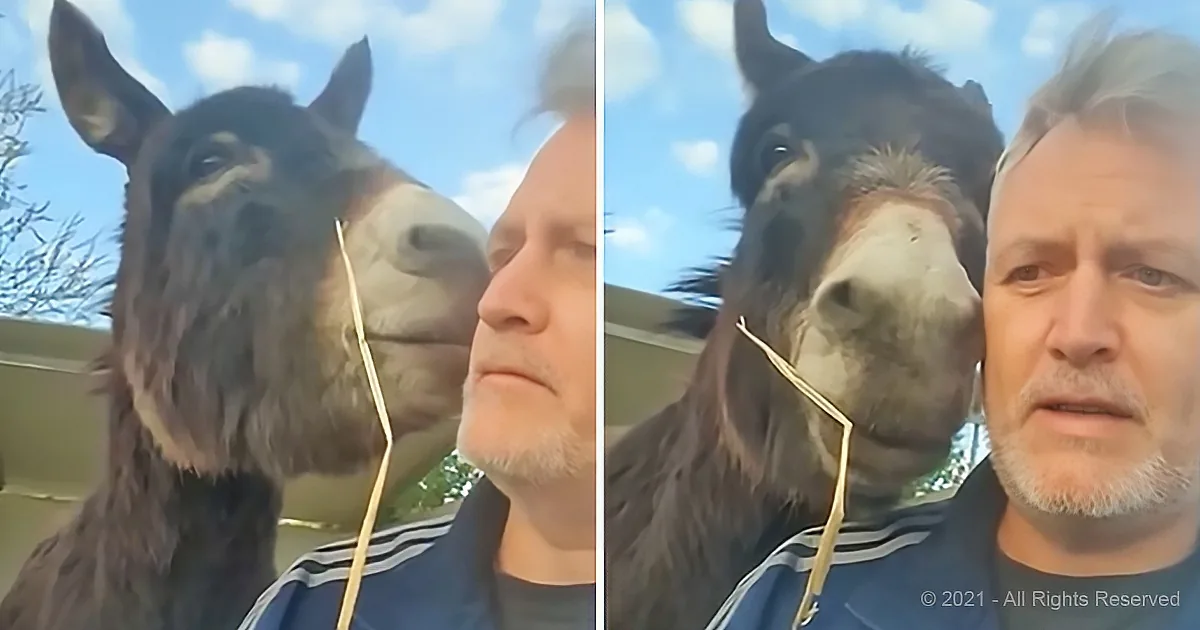 Mischievous Donkey Is All 'Puppy Eyes' and Kisses