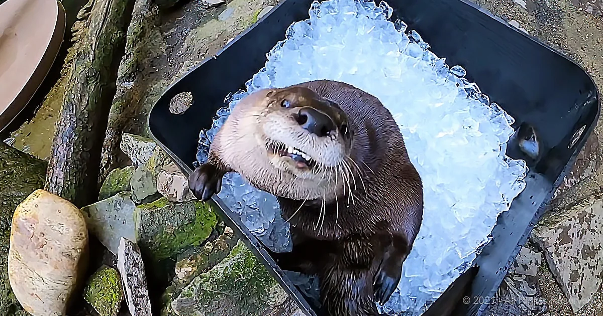 An otter sits on a tray of ice, looking up with its mouth slightly open.