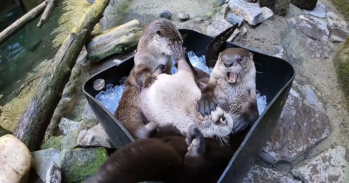 Otters playfully interact in a black container filled with ice, surrounded by rocks and water.