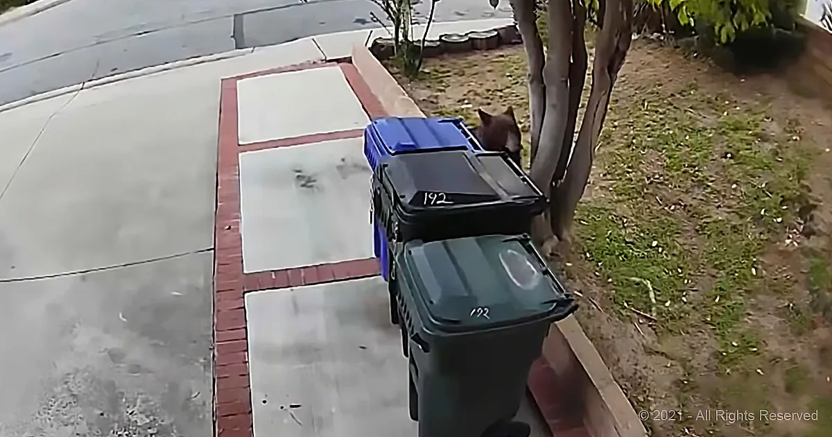 A bear is peeking out from behind a tree near a trash can on a sidewalk.