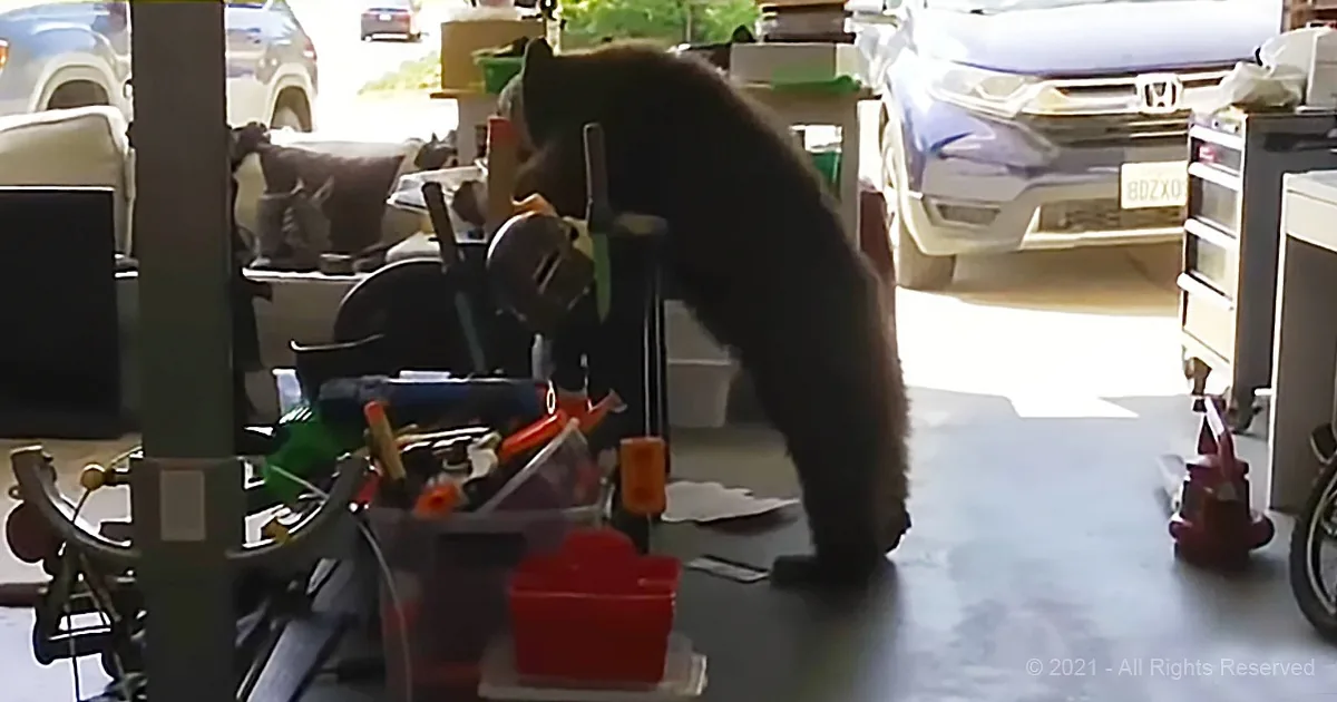 When This Couple Left the Door Open for Their Cats, a Bear Entered Instead