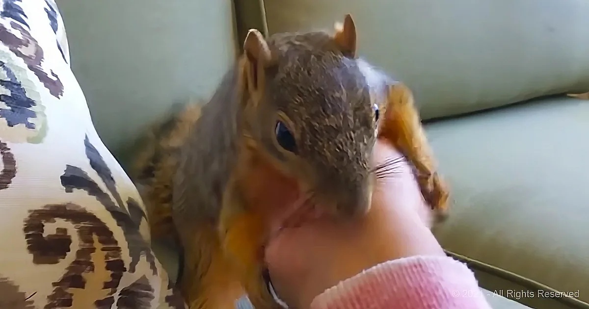 A squirrel is being fed by a person's hand, with a patterned pillow and green background visible.