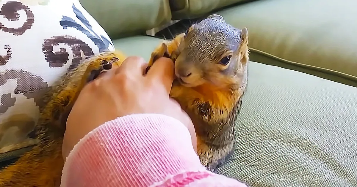 Giggling Squirrel Attracts Millions of Viewers
