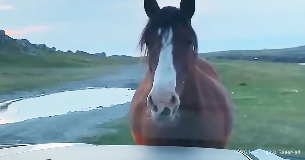 A close-up of a horse's face with a blurred background of green fields and a distant mountain.