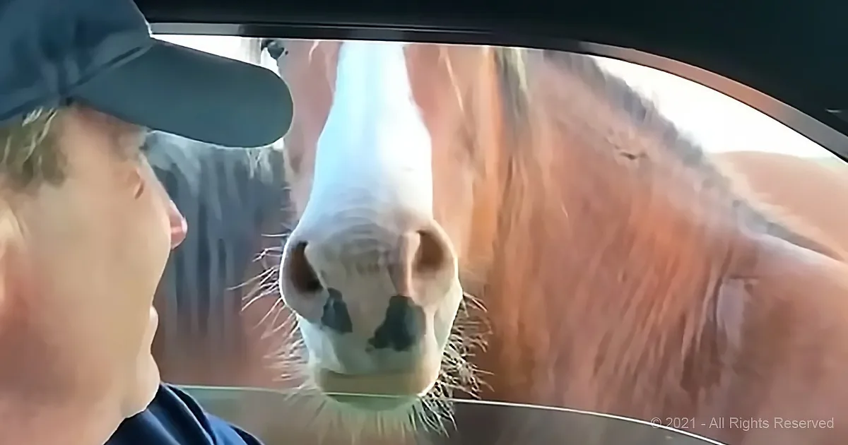 Horse Wants Truck -- Makes an Offer You Can't Refuse