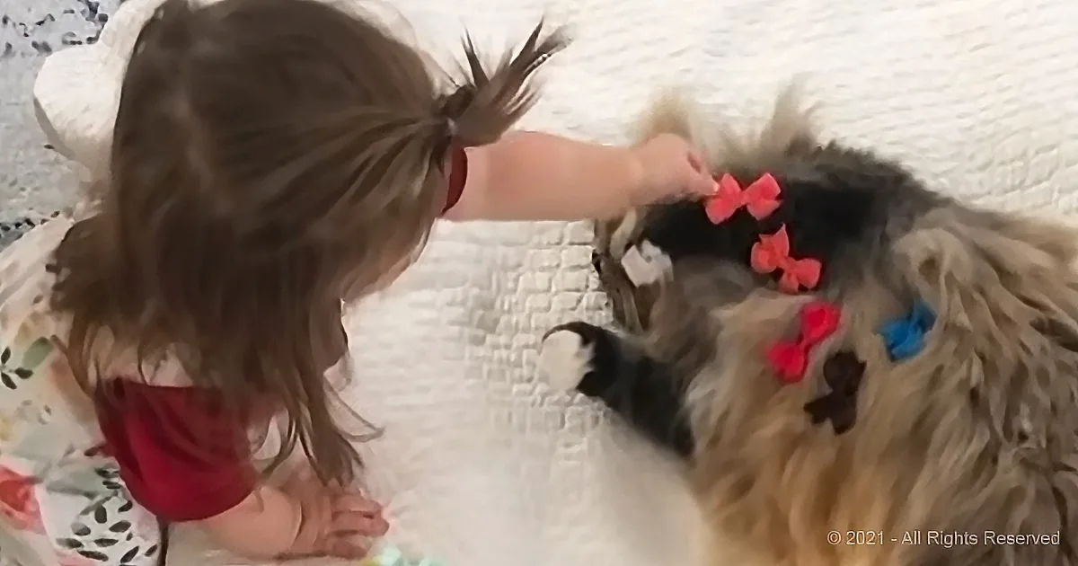 A little girl with a ponytail is petting a fluffy dog adorned with colorful bows.