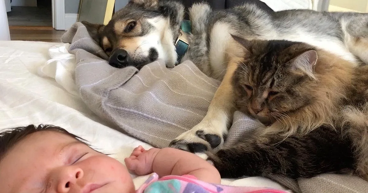 Lovable Dog and Cat Help Little Girl Go to Bed