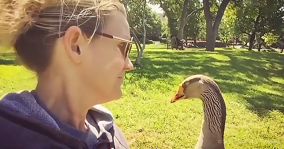 A person wearing sunglasses interacts with a goose in a grassy park setting.