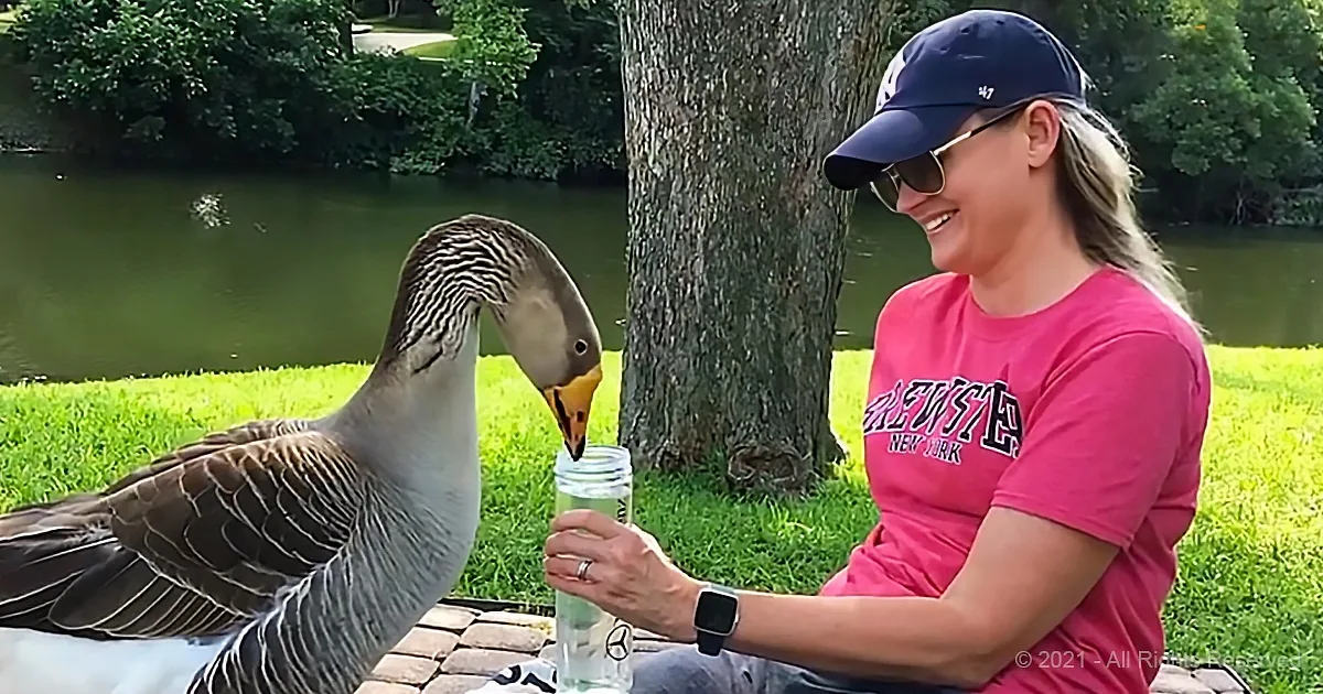 Woman Saves Lonely Goose With Love and Friendship