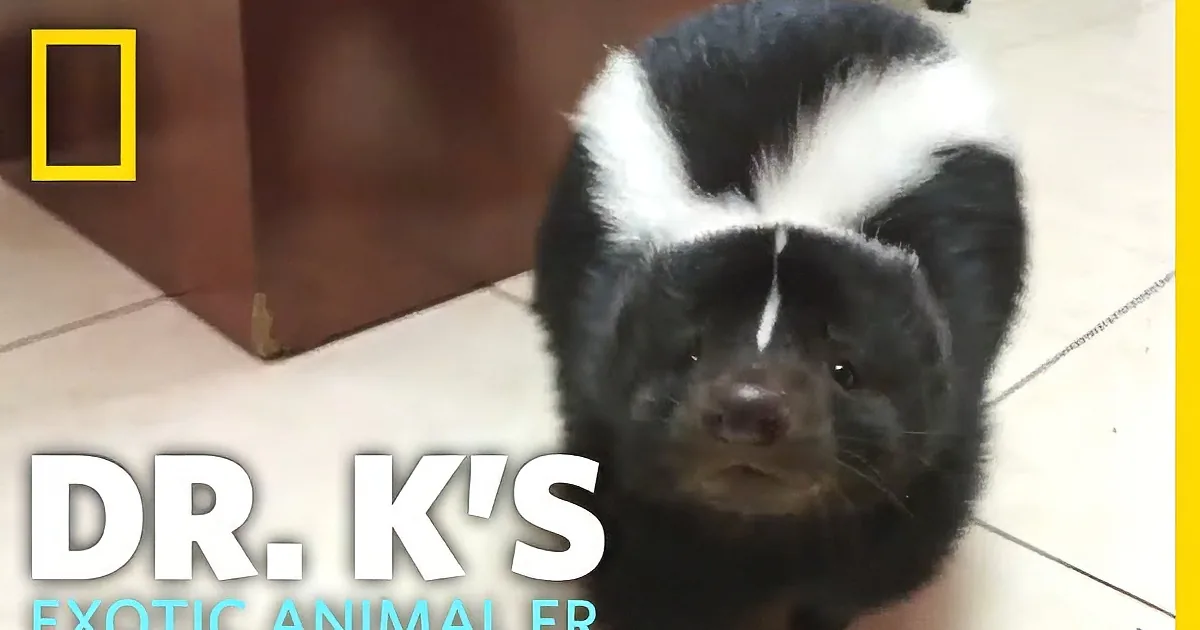 Plump Pet Skunk Says, 'There's Just More of Me to Love'