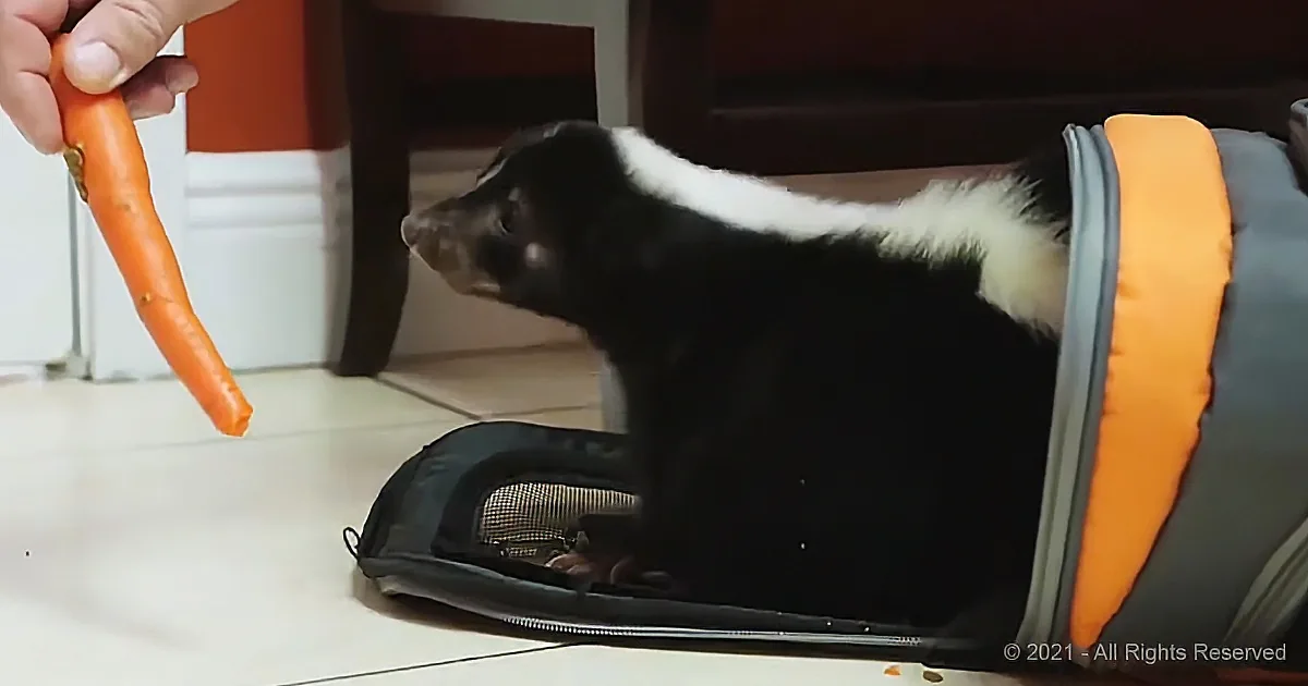 A skunk in an orange and gray carrier looks at a hand holding a carrot.