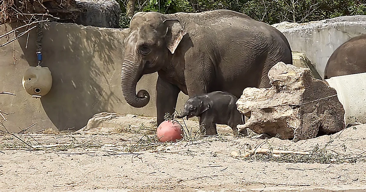 Two-Week-Old Elephant Enjoys Time Outside With Family