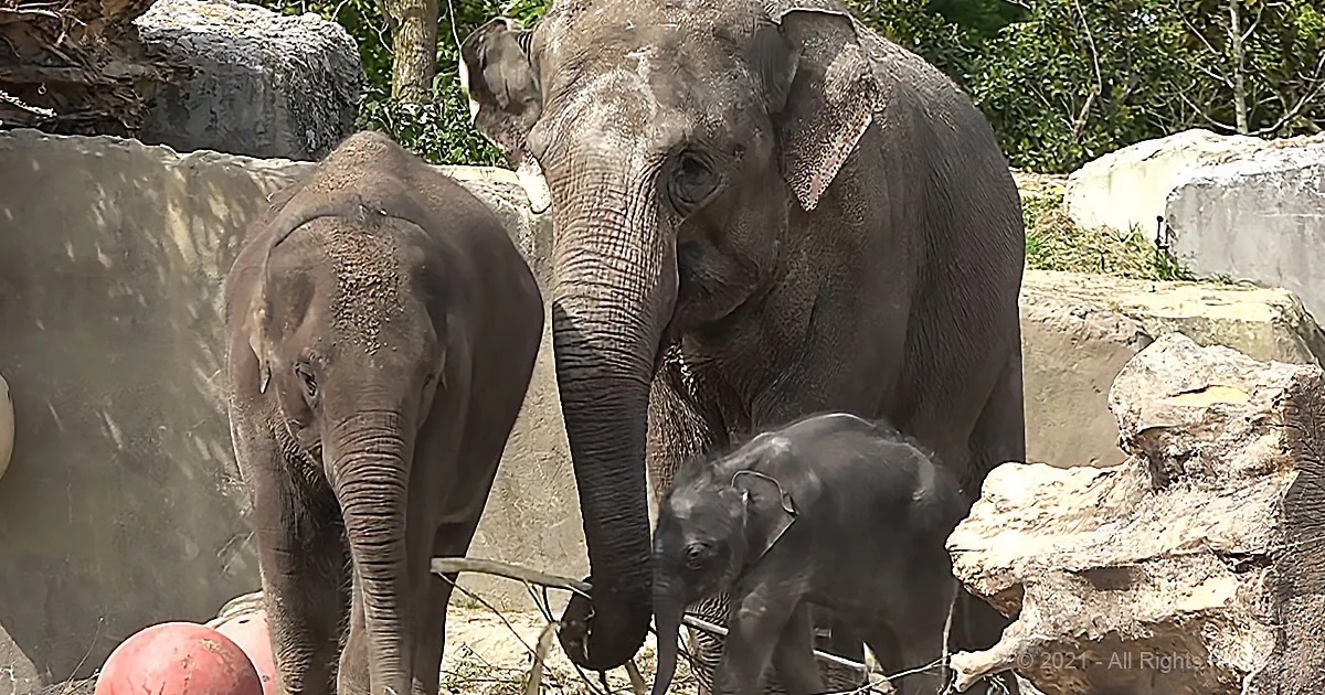 Three elephants, including a baby, are interacting in a zoo enclosure with rocks and a red object.
