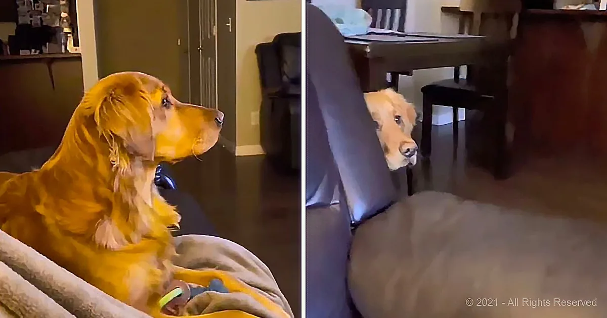 A golden retriever dog is sitting on a couch, looking to the side, with a blue collar and a blanket nearby.