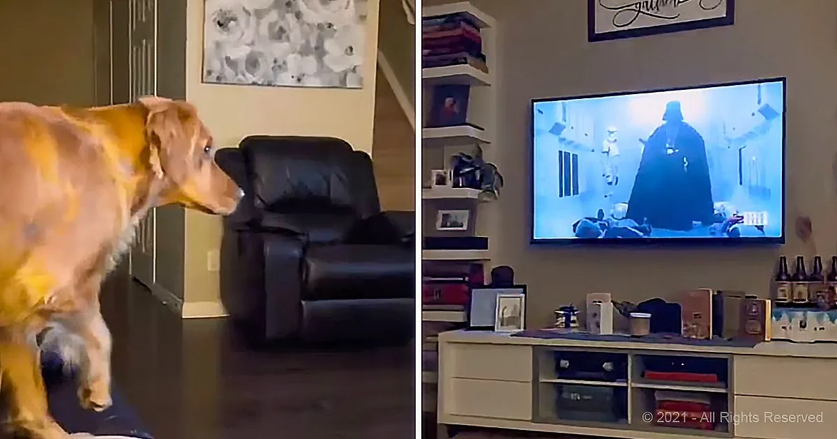 A golden retriever watches a Star Wars scene on TV, appearing to interact with the screen.