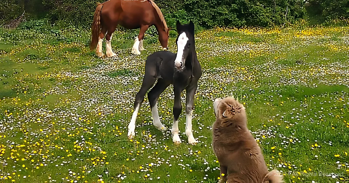 A black and white foal stands in a field of yellow and white flowers, with a brown horse and a fluffy dog nearby.