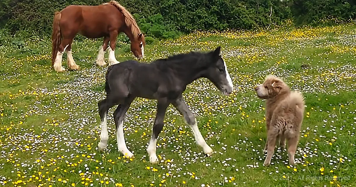 1 Week Old Foal Befriends a Shar-Pei