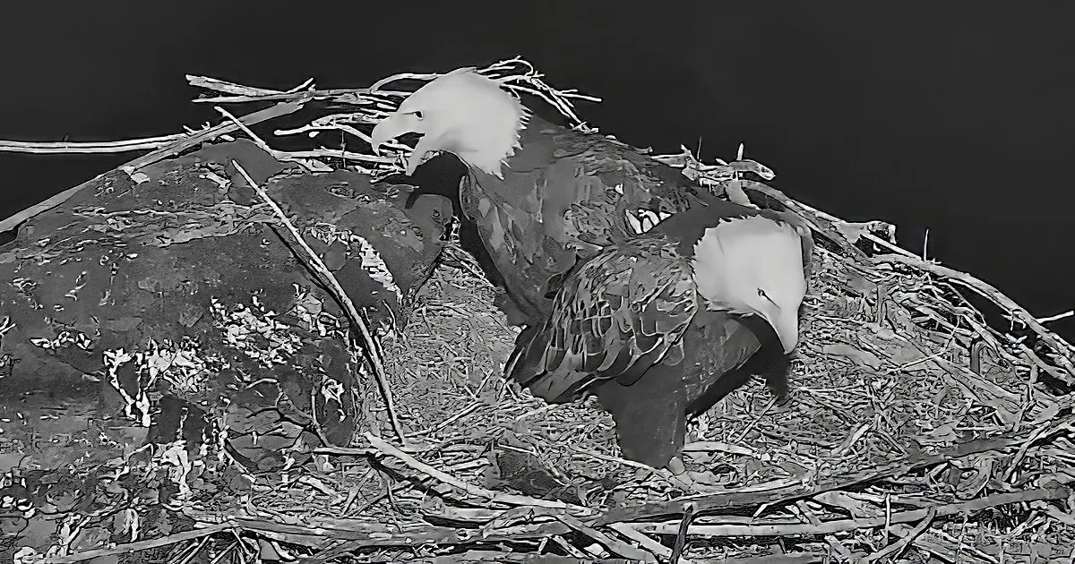 A bald eagle perches on a nest, surrounded by twigs and rocks, with its head turned to the side.