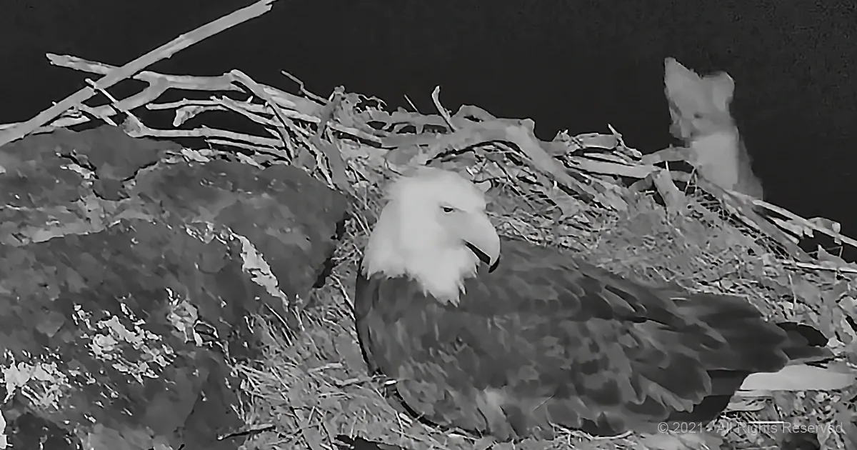 Pesky Fox Wants to Steal Bald Eagle's Eggs