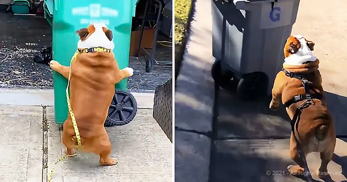 A bulldog wearing a white hat and leash stands on its hind legs, leaning against a green trash can.