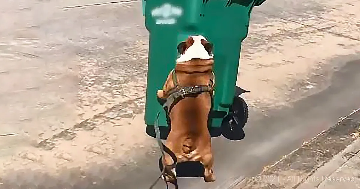 A dog wearing a harness and a white hat is standing on a leash near a green trash can.