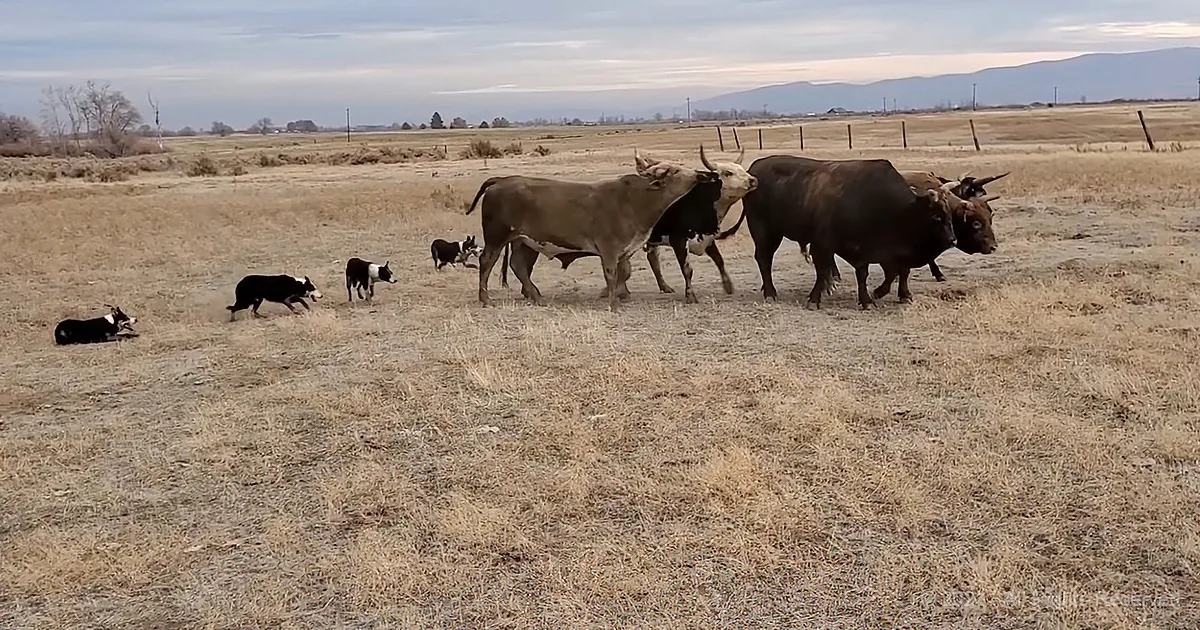 Cows and dogs in a dry field with mountains in the background.