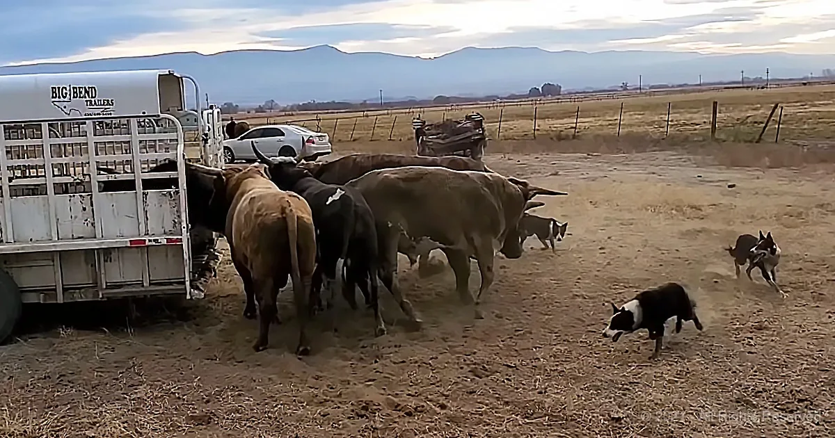 Super Smart Dogs Load Bucking Bulls Into the Trailer